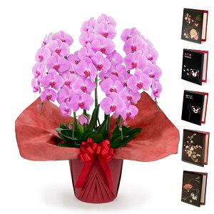 ֌Ӓ 5{ X^_[hƓdZbg   sN 50֑O j   t[ Mtg d jd  bZ[W  a v[g NX}X 2025 ͏j