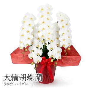 ֌Ӓ 5{ nCO[h (dȂ)   60ֈȏ j   t[  Mtg j a v[g NX}X 2025 M ͏j җ j JXj