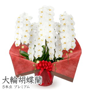 ֌Ӓ 5{ v~A (dȂ)   65ֈȏ j   t[  Mtg j a v[g NX}X 2025 M ͏j җ j JXj