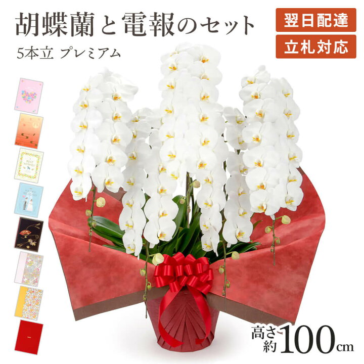 楽天市場】｢大輪胡蝶蘭 5本立 プレミアム 白｣と電報セット 送料無料 