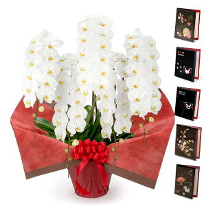 ֌Ӓ 5{ v~A ƓdZbg  70ֈȏ j   t[ Mtg d  jd a  bZ[W j v[g ̓ 2025 ͏j 