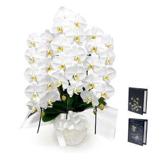 p ֌Ӓ 3{ X^_[h@ dZbg  30֑O    t[   d d  bZ[W  V ʎ @v ꒼ 