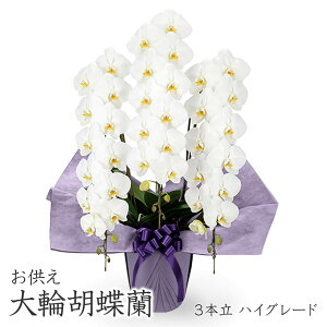 p ֌Ӓ 3{ nCO[h@ (dȂ)  36ֈȏ    t[    V  ʖ ʎ @v Ƒ ꒼   ފ