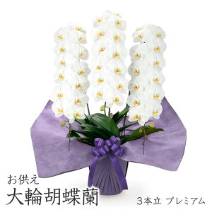 お供え用 「大輪胡蝶蘭 3本立 プレミアム 白」 (電報なし) 送料無料 42輪以上 大輪 供花 フラワー お供え花 仏花 枕花 葬儀 葬式 通夜 告別式 法要 家族葬 会場直送 一周忌 命日 お彼岸 彼岸供