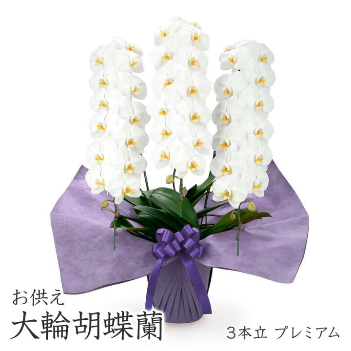 楽天市場】お供え用 ｢大輪胡蝶蘭 3本立 プレミアム 白｣ (電報なし 
