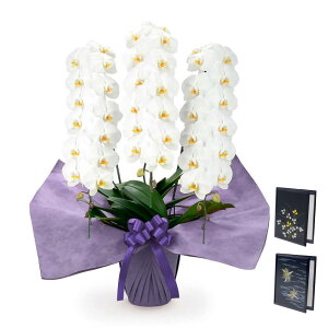 p ֌Ӓ 3{ v~A@  dZbg  42ֈȏ   t[    d d  V ʖ ʎ @v ꒼   