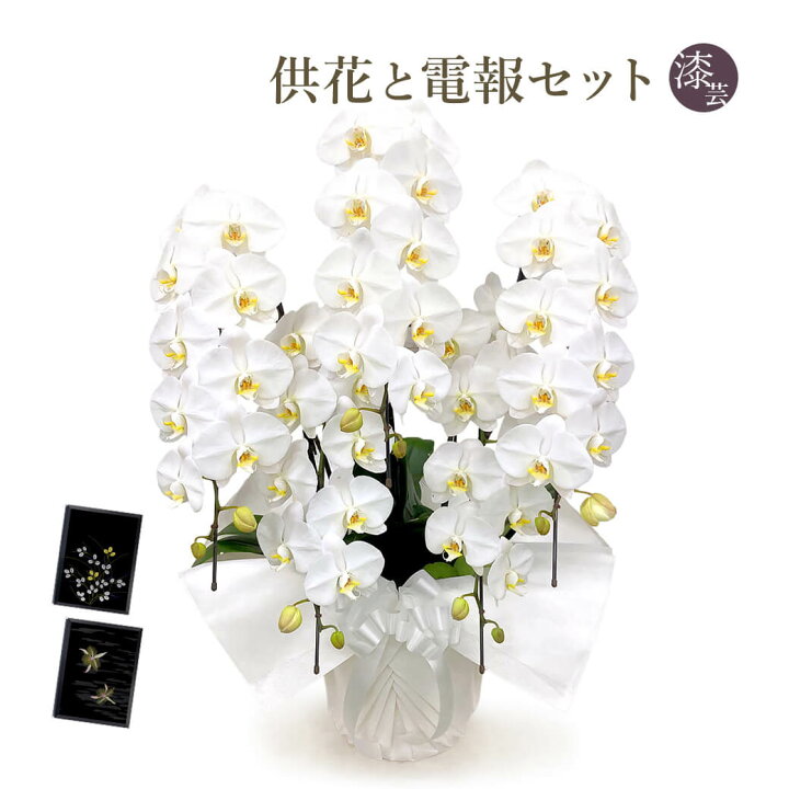 楽天市場 お供え用 胡蝶蘭 ５本立 白 と 漆芸電報 セット 送料無料 50輪以上 大輪 お供え花 フラワー 供花 仏花 枕花 電報 弔電 お悔やみ 葬儀 通夜 告別式 法要 会場直送 四十九日 一周忌 命日 お盆 初盆 新盆見舞い 立て札 即日発送 翌日配送 あす楽 電報屋の