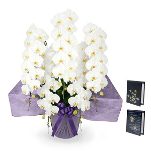 お供え用 「大輪胡蝶蘭 5本立 ハイグレード 白」 と 電報セット 送料無料 65輪以上 大輪 供花 フラワー お供え花 仏花 枕花 電報 弔電 お悔やみ 葬儀 通夜 告別式 法要 会場直送 一周忌 命日