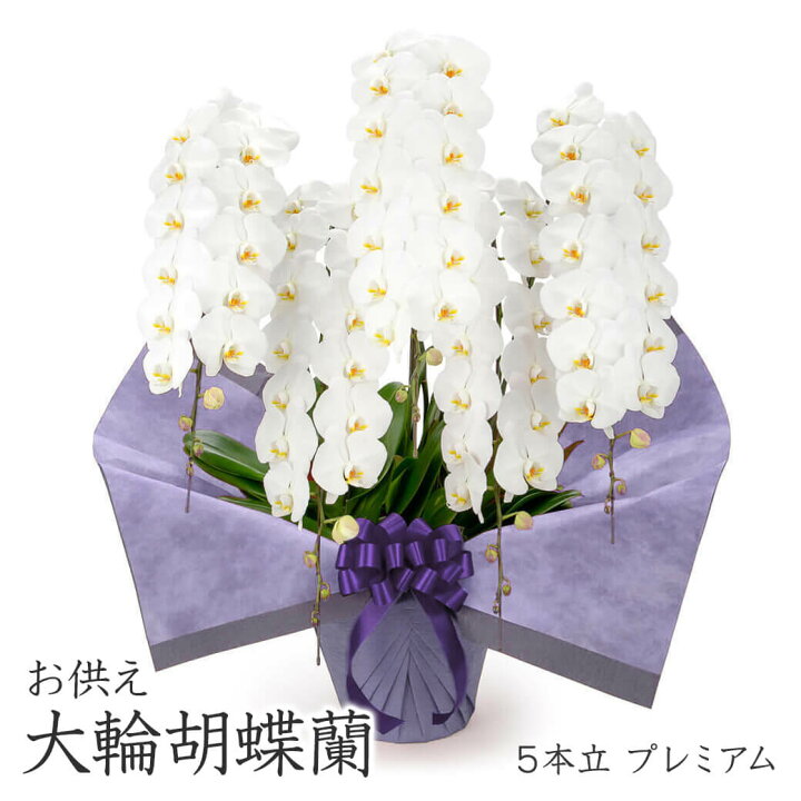 楽天市場】お供え用 ｢大輪胡蝶蘭 5本立 プレミアム 白｣ (電報なし 
