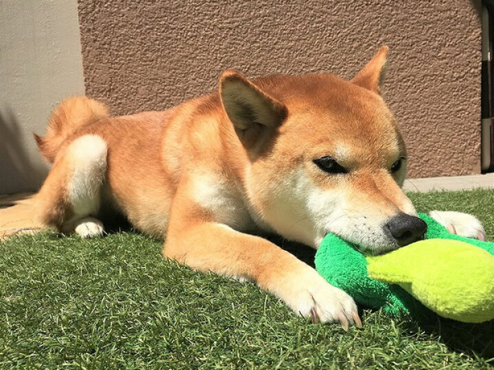 楽天市場 犬用おもちゃ ブロッコリー 可愛い ペットトイ 犬のおもちゃ ストレス解消 音がなる 緑 ワンちゃん しゃかしゃか エクスプレスジャパン