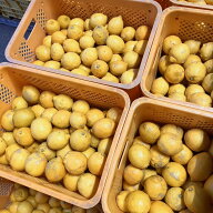国産レモン　訳あり　約10kg（9kg+保証分500g）熊本産　グランドレモン　マイヤー　璃の香　リスボン【送…