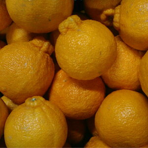 不知火 訳あり 大容量15kg デコポンと同品種 熊本産 みかん ミカン 蜜柑 デコみかん でこみかん