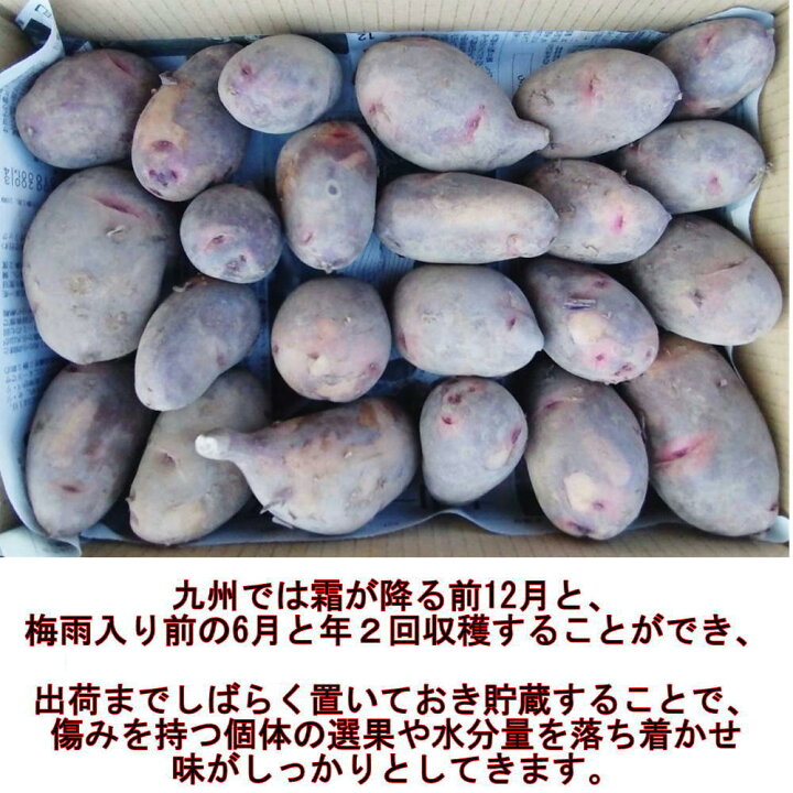 楽天市場】自然栽培じゃがいも グランドペチカミニ 訳あり 約2キロ じゃがいも小玉グランドペチカ20kg