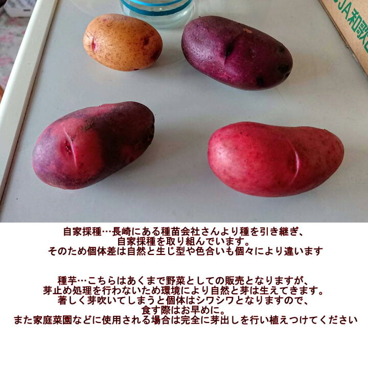 楽天市場】自然栽培じゃがいも グランドペチカミニ 訳あり 約2キロ 
