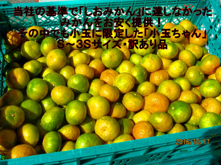 楽天市場】小玉ちゃん 訳あり 約10kg(9kg+保証分500g)熊本みかん【送料無料】一部の地域を除く みかん : フルーツ甘味屋GGY 楽天市場】小玉ちゃん 訳あり 約10kg(9kg+保証分500g)熊本みかん【送料無料】一部の地域を除く みかん : フルーツ甘味屋GGY