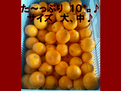 楽天市場 ポンカン 訳あり 1箱 箱込10キロ 9kg 保証分500g 熊本産 送料無料 一部の地域を除く フルーツ甘味屋ggy 楽天市場 ポンカン 訳あり 1箱 箱込10キロ 9kg 保証分500g 熊本産 送料無料 一部の地域を除く フルーツ甘味屋ggy