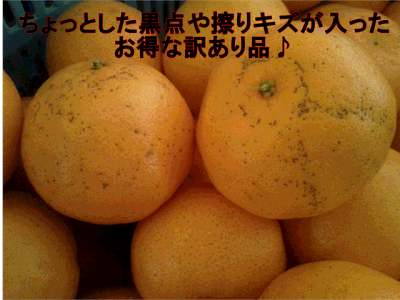楽天市場 ポンカン 訳あり 1箱 箱込10キロ 9kg 保証分500g 熊本産 送料無料 一部の地域を除く フルーツ甘味屋ggy 楽天市場 ポンカン 訳あり 1箱 箱込10キロ 9kg 保証分500g 熊本産 送料無料 一部の地域を除く フルーツ甘味屋ggy