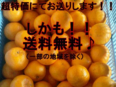 楽天市場 ポンカン 訳あり 1箱 箱込10キロ 9ｋｇ 保証分500ｇ 熊本産 送料無料 一部の地域を除く フルーツ甘味屋ggy