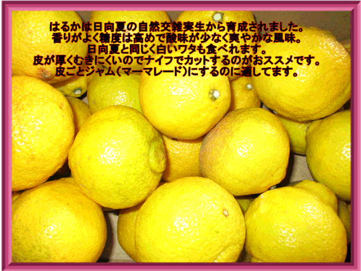 はるか みかん 10kg 箱込（内容量9kg＋補償分500g) 送料無料 訳