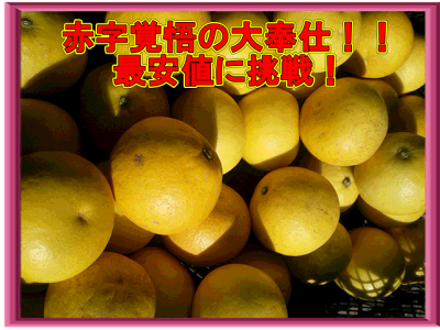 パール柑(土佐文旦・ブンタン)熊本産訳あり・10キロ【送料無料】(一部の地域を除く)