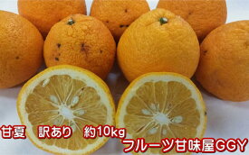 甘夏　訳あり　箱込10キロ（9kg+保証分500g）熊本産【送料無料】一部の地域を除く　あまなつ　アマナツ　紅甘夏　夏みかん　夏ミカン