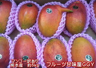 熊本マンゴー　訳あり　約5kg【規格外】加工用　熊本産　メガ盛り　クール便発送