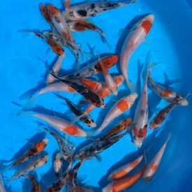 楽天市場 鯉稚魚の通販
