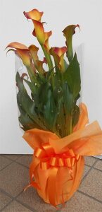 遅れてごめんね！！花の鉢植えカラー　オレンジ　送料無料ギフトです！！