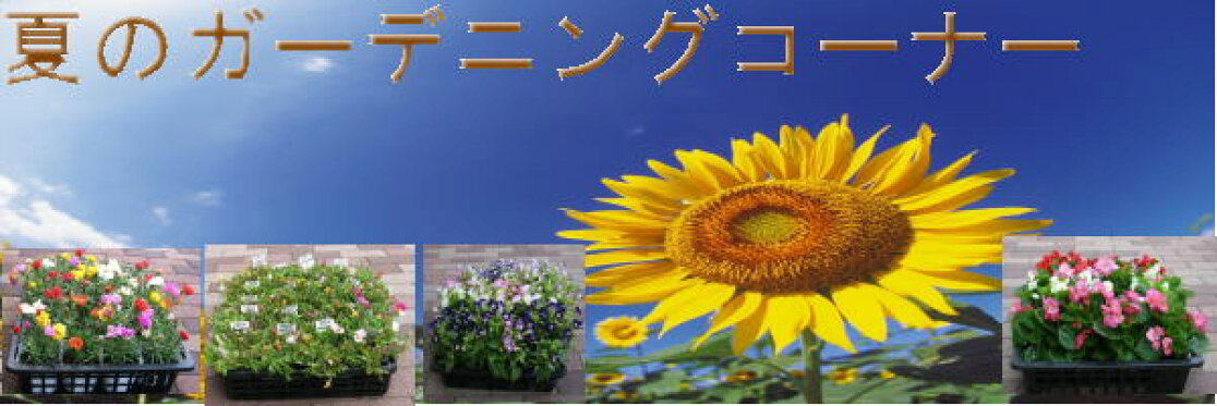 夏のガーデニングコーナー