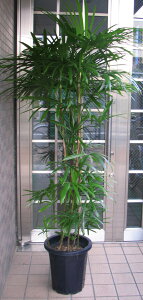 ŝ݂ł肢܂II^ϗtA@L|y\z