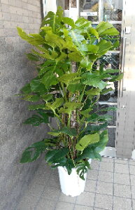 観葉植物 10号 モンステラの人気商品 通販 価格比較 価格 Com 観葉植物 10号 モンステラの人気商品 通販 価格比較 価格 Com