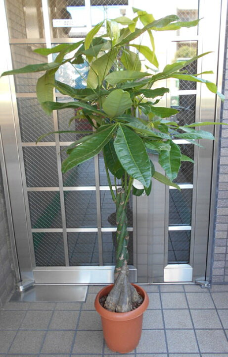 楽天市場 中型観葉植物 パキラ フラワーショップ パレット