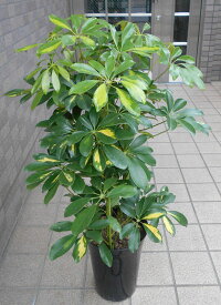 小型観葉植物　ホンコンカポック