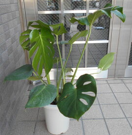楽天市場 モンスター 観葉植物 花 観葉植物 花 ガーデン Diyの通販 楽天市場 モンスター 観葉植物 花 観葉植物 花 ガーデン Diyの通販