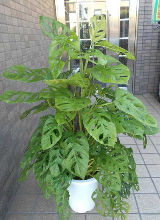 楽天市場】中型観葉植物 マドカズラ（八号鉢） : フラワーショップ 
