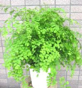 アジアンタム 鉢 観葉植物の人気商品 通販 価格比較 価格 Com