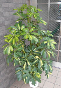 観葉植物 ホンコンの人気商品 通販 価格比較 価格 Com