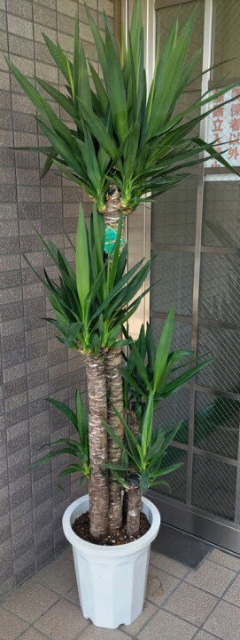 楽天市場】都内のみでお願いします！！大型観葉植物 ドラセナ ユッカ 
