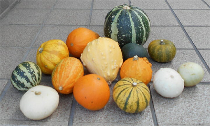 楽天市場 ハロウィン用おもちゃかぼちゃ 様々な種類 １球の単価です フラワーショップ パレット