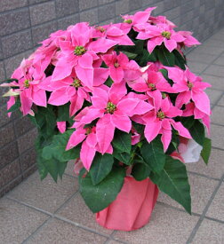 楽天市場 ショッキングピンク 鉢花 花 観葉植物 花 ガーデン Diyの通販
