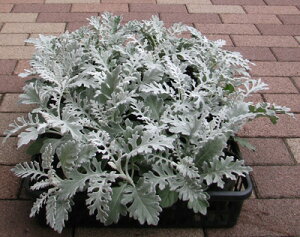 �V���^�G�M�N�̕c