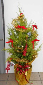 楽天市場 ゴールドクレスト クリスマスツリーの通販