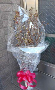 �[�����̉ԑ��@���������M�t�g