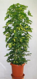 シェフレラ大型観葉植物　ホンコンカポック