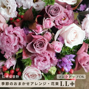 MB ܖ ԑ AW a HF  Mtg I[_[Ch t[AWg ԑ LLTCY I[v J j j LO  җ  N  蕨 j