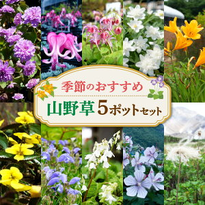 yӂ邳Ɣ[Łz G߂̂ R쑐 Zbg y Iׂ Zbg z 5|bg 3|bg 쑐  c A  | ͔| Ԓd A K[fjO CObVK[f  R kC D