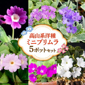 yӂ邳Ɣ[Łz |bgZbg v Rn m ~jv 5|bg Zbg  c A  CObVK[f | ͔| Ԓd A K[fjO p뉀 kC Dys