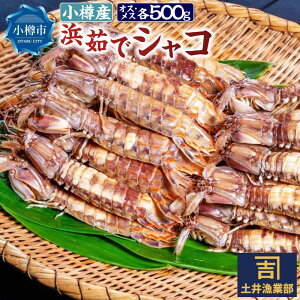 yӂ邳Ɣ[ŁzMY t l䥂 VR (Ⓚ) IXEX e500g v1kg(e8C`) y2025N12{\z