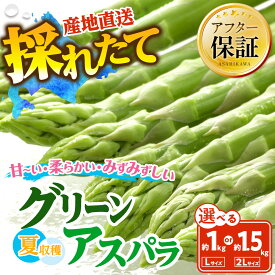 【ふるさと納税】【先行予約】 夏収穫グリーンアスパラ Lサイズ 1kg ・2Lサイズ1.5kgから選択可（2026年7月から発送開始予定） | 野菜 アスパラ グリーンアスパラ アスパラガス 旭川市ふるさと納税 北海道ふるさと納税
