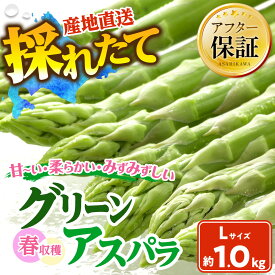 【ふるさと納税】【容量選択可能】春収穫グリーンアスパラ Lサイズ 500g～3kgまたはM-L混合700g（2027年6月上旬から発送開始予定） | 野菜 アスパラ アスパラガス 北海道 春 グリーンアスパラ 旭川市